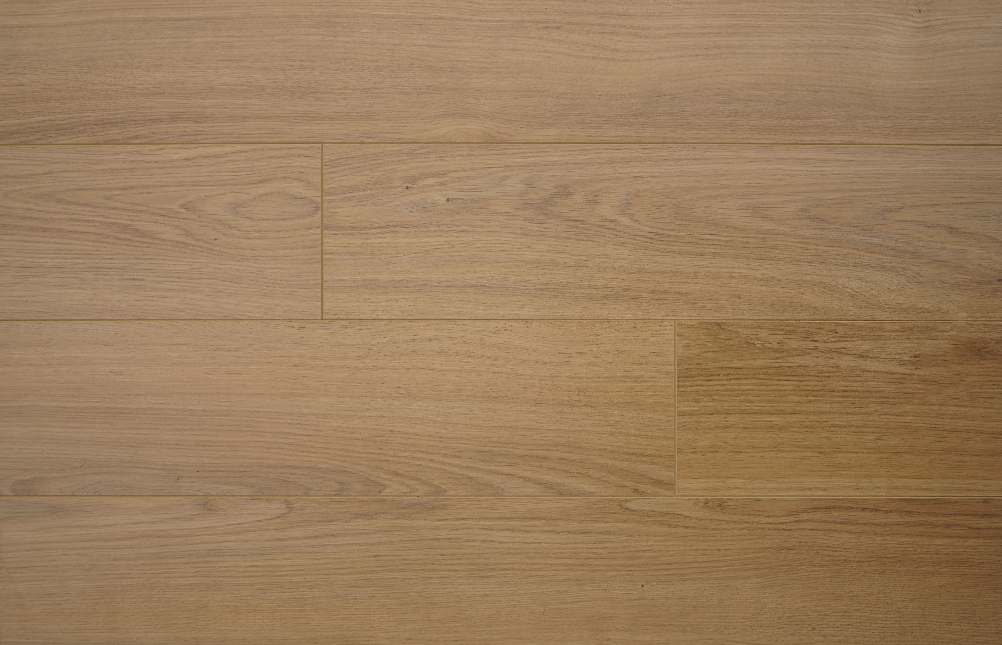 Дуб Авиньон