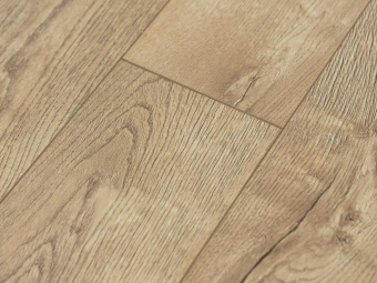 Сосна Княжеская